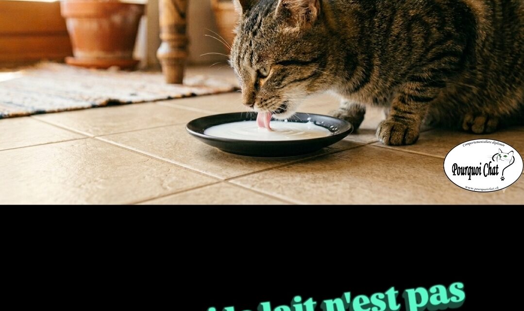 Pourquoi le lait n&rsquo;est pas bon pour ton chat ?
