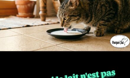 Pourquoi le lait n&rsquo;est pas bon pour ton chat ?