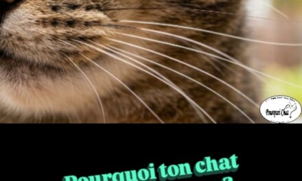 Pourquoi ton chat a des vibrisses ? 📡🐱