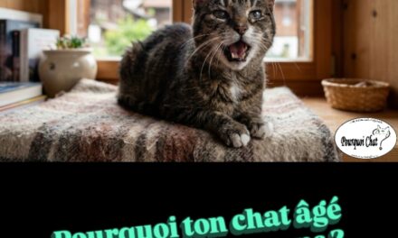 Pourquoi ton chat senior devient-il si bavard ?