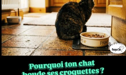 Pourquoi ton chat boude ses croquettes ? 🦷🐱