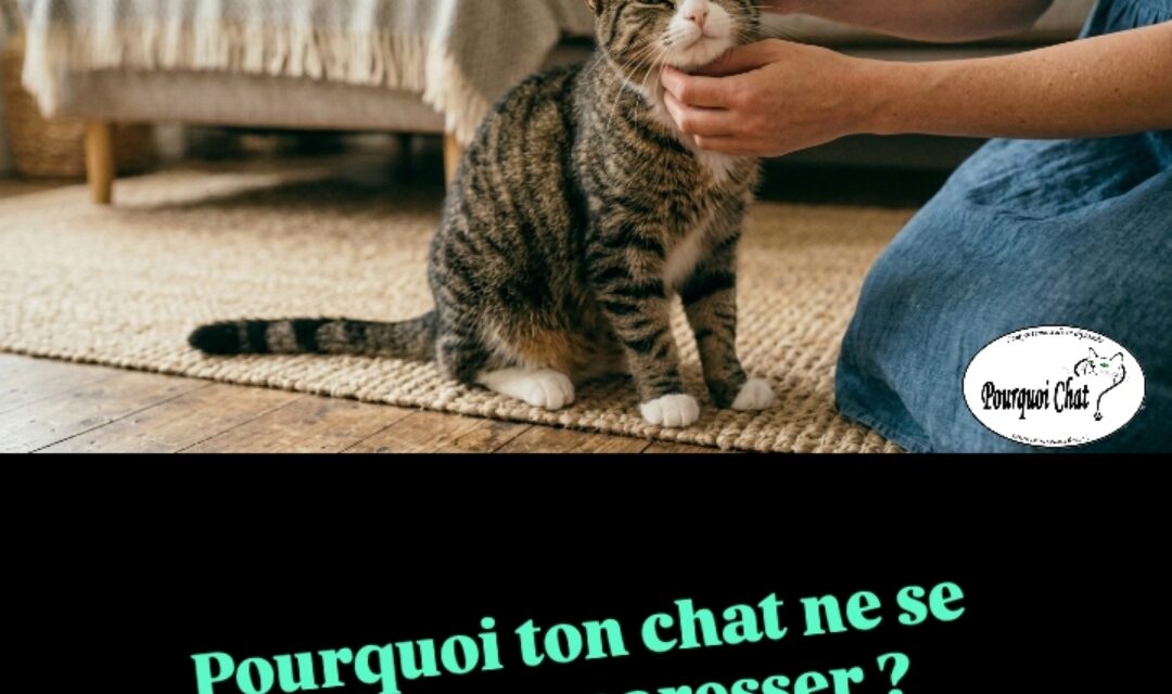Pourquoi ton chat ne se laisse pas caresser ? 🐱