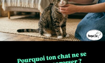 Pourquoi ton chat ne se laisse pas caresser ? 🐱