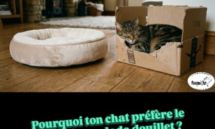 Pourquoi ton chat préfère le carton à son dodo douillet ? 📦🐈