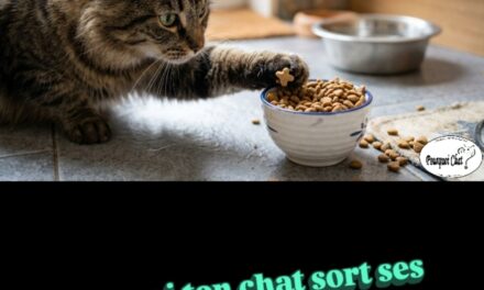 Pourquoi ton chat sort ses croquettes du bol ?
