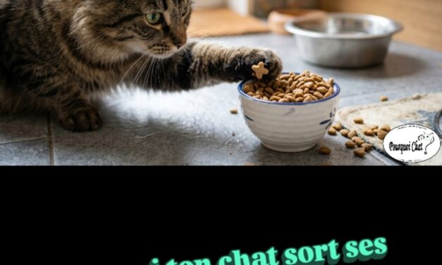 Pourquoi ton chat sort ses croquettes du bol ?