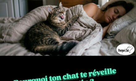 Pourquoi ton chat te réveille à 4h du matin ?