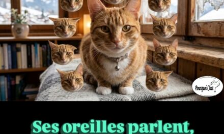 Pourquoi il faut observer les oreilles de ton chat ? 👂🐱