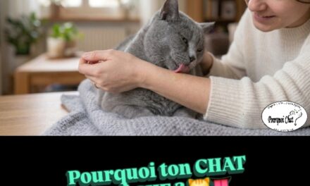 Pourquoi ton chat te lèche ? 😺👅